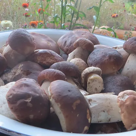 Pensiunea Poiana De Vis סוצ'ביטה